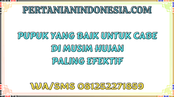 Pupuk Yang Baik Untuk Cabe Di Musim Hujan Paling Efektif